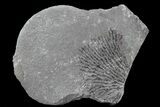 Graptolite (Dictyonema) Plate - Rochester Shale, NY #68902-1